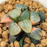Haworthia Correcta MOON SHADOW Variegated