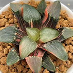 Haworthia Correcta Ohkubo Variegated