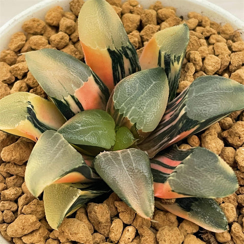 Haworthia Correcta Ohkubo Variegated