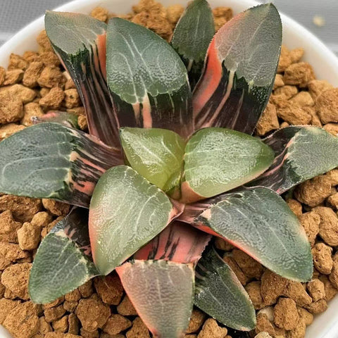 Haworthia Correcta Ohkubo Variegated