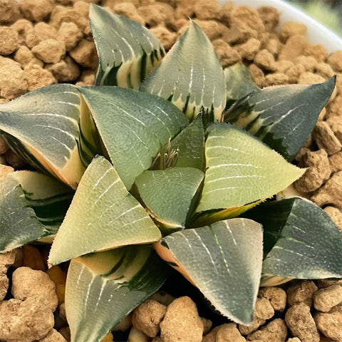 Haworthia Correcta Ohunabara Variegated