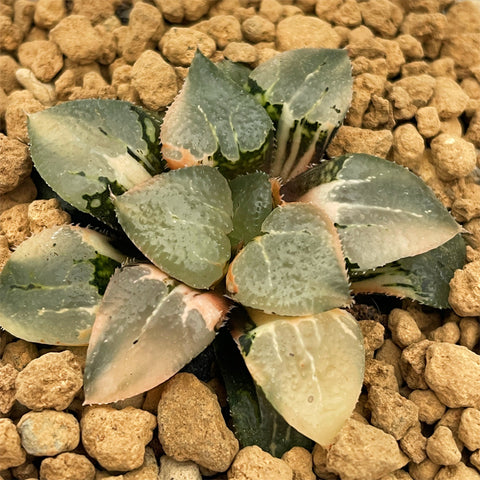 Haworthia Correcta Quartz Variegated