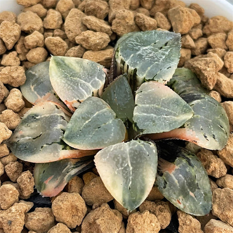 Haworthia Correcta Quartz Variegated