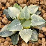 Haworthia Correcta Quartz Variegated