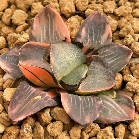 魚心観 SUPERLIMITED 折り返せる 黒蝶 1ー4.8 EVOLUTION