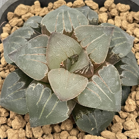 Haworthia Correcta Hybrid Plant from seeds