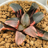 Haworthia Correcta Ohkubo Variegated