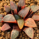 Haworthia Correcta Variegated