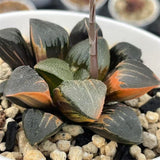 Haworthia Black Correcta Variegated/Thick Leaf Correcta Variegated