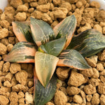Haworthia Correcta Variegated