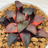 Haworthia Correcta Cupid Variegated