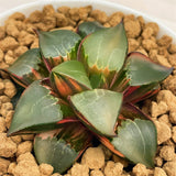Haworthia Correcta LONGXI Variegated