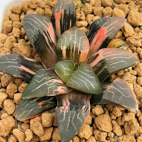 Haworthia Correcta Variegated