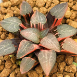 Haworthia Correcta Variegated
