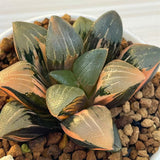 Haworthia Thick Leaf Correcta Yamada Black Variegated