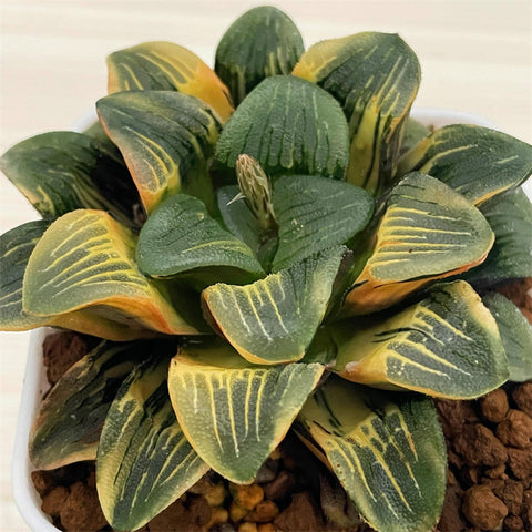 Haworthia Correcta Yamada Black Variegated