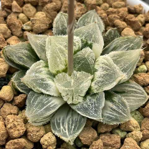 Haworthia Cotton Candy Variegated