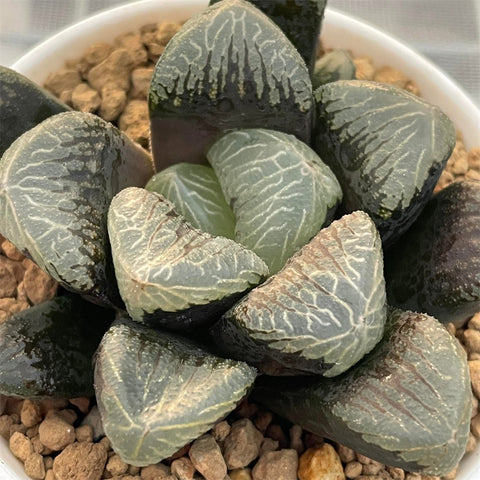 Haworthia Big And Thick Leaf Correcta 'COURTSHIP'