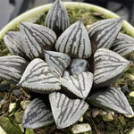 Haworthia 'Crack'