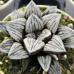 Haworthia 'Crack'
