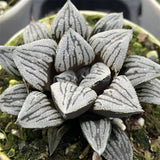 Haworthia 'Crack'
