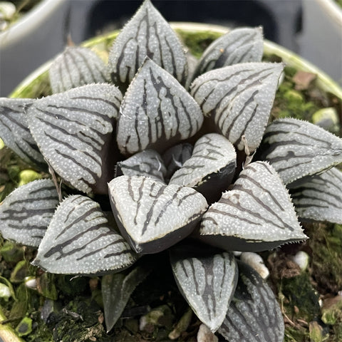 Haworthia 'Crack'