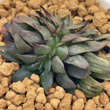 Haworthia Crested 'MUTANT SABLE'