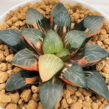 Haworthia Correcta CUPID Variegated
