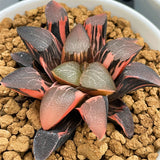 Haworthia Correcta Cupid Variegated