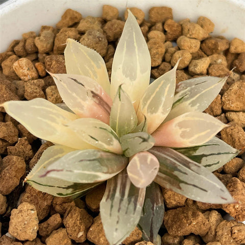Haworthia Davidii Mutant 'Sciaky' Variegated