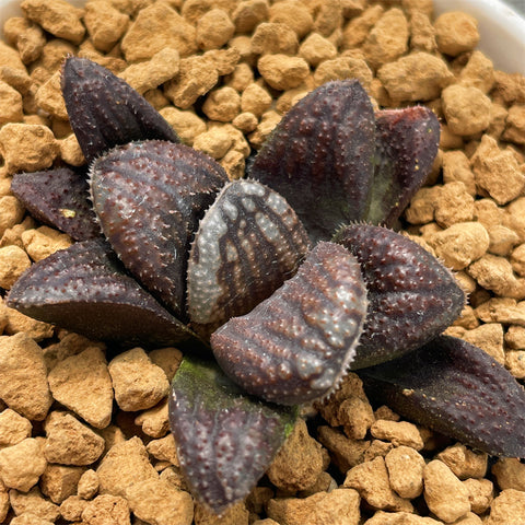 Haworthia Hybrid 'Demon King'