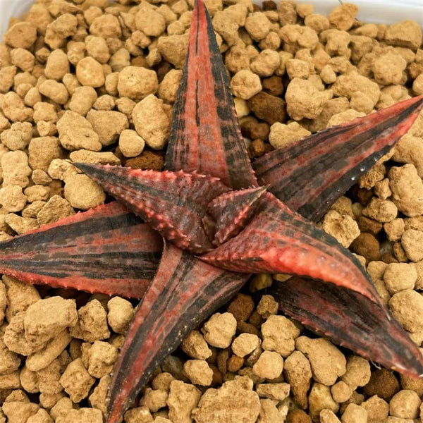 Haworthia Hard Leaf Dragon King Variegated – ChinaHaworthia