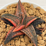 Haworthia Hard Leaf Dragon King Variegated