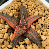 Haworthia Hard Leaf Dragon King Variegated