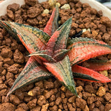 Haworthia Hard Leaf Dragon King Variegated