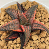 Haworthia Hard Leaf Dragon King Variegated
