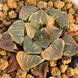 Haworthia Correcta Dreamy Island Variegated
