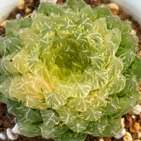 Haworthia Emerald Variegated