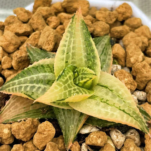 Haworthia Tesselata Emerald Spirit Variegated