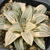 Haworthia Fog Fountain Variegated