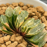 Haworthia 'TRUNCATA FILM' Variegated