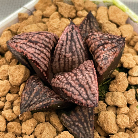 Haworthia Picta Flaming Lips