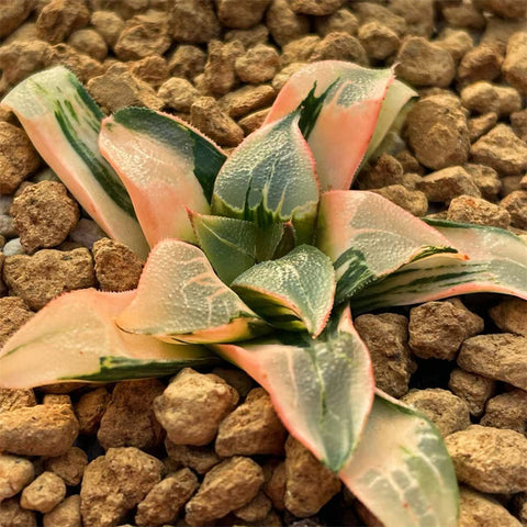 Haworthia Correcta Flaming Mountain Variegated
