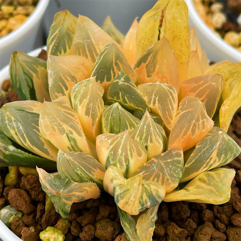 Haworthia FLOWER CRYSTAL RV Big Size