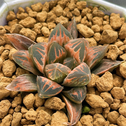 Haworthia Flower Crystal Red Reverse Variegated