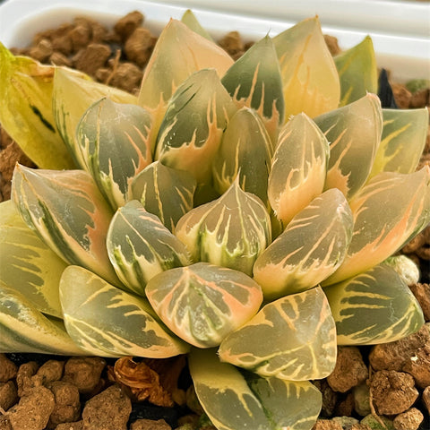 Haworthia FLOWER CRYSTAL RV Big Size