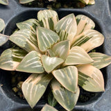 Haworthia FOG FOUNTAIN Variegated