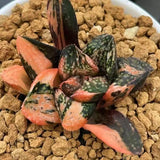 Haworthia Forbidden City Variegated