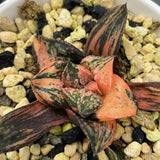 Haworthia Forbidden City Variegated