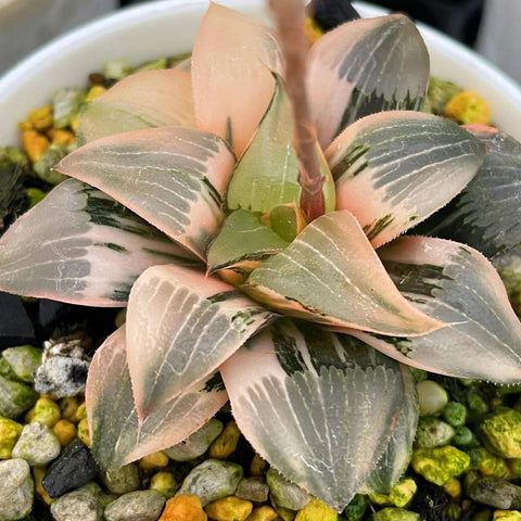 Haworthia Hybrid 'Frozen Mirror' Variegated